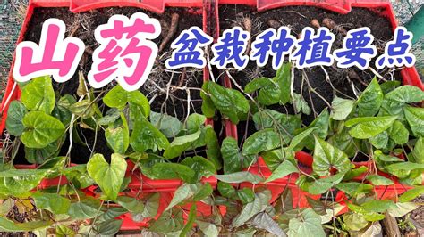 山藥盆栽|教你种植山药盆栽